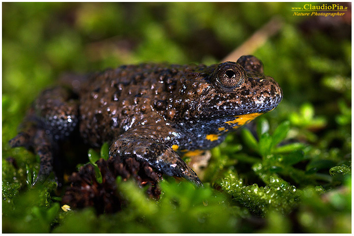 bombina pachypus, ululone ventre giallo, val d'aveto